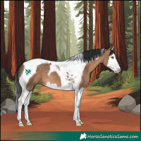 Horse Color:Brown Dun Splash Tobiano 