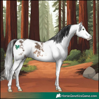 Horse Color:Brown Dun Sabino Splash 