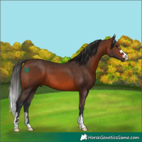 Horse Color:Brown 