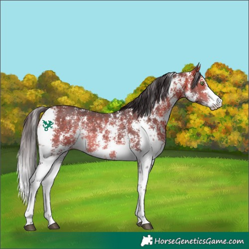 Horse Color:Bay Sabino Rabicano 