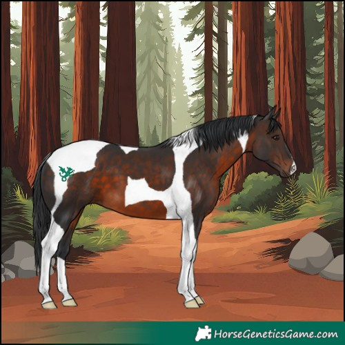 Horse Color:Brown Tobiano