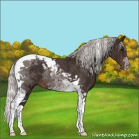 Horse Color:Silver Brown Tobiano Rabicano 