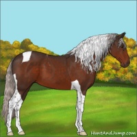 Horse Color:Silver Brown Tobiano 