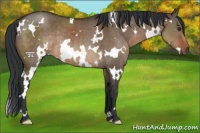 Horse Color:White Spotted Brown Dun Rabicano 