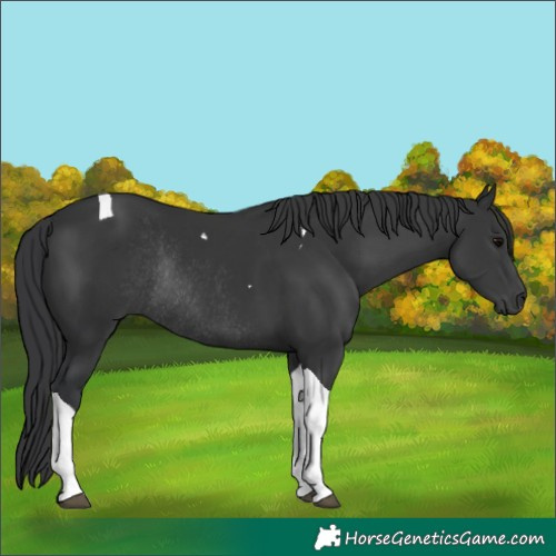 Horse Color:Black Tobiano Rabicano 