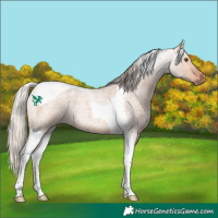 Horse Color:Silver Bay Roan Dun Tobiano 