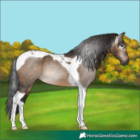 Horse Color:Gray Brown Dun Tobiano Brindle