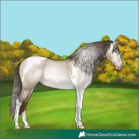Horse Color:Gray Sable Champagne Dun Tobiano Appaloosa Rabicano 