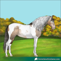 Horse Color:Gray Sable Champagne Dun Tobiano Varnish