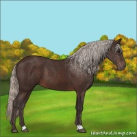 Horse Color:Silver Brown 