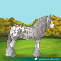 Horse Color:Grullo Splash Appaloosa 