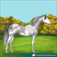 Horse Color:Smoky Grullo Splash Tobiano