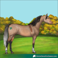 Horse Color:Bay Dun Tobiano 