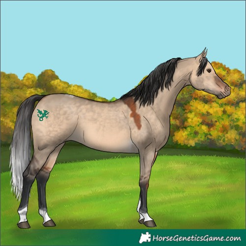 Horse Color:Brown Dun Tobiano 