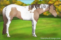Horse Color:Black Pearl Tobiano 