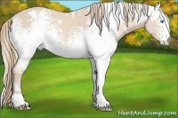 Horse Color:White Spotted Perlino 