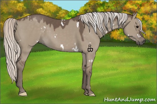 Horse Color:White Spotted Silver Grullo 