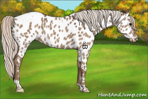 Horse Color:White Spotted Silver Grullo Tobiano Appaloosa 