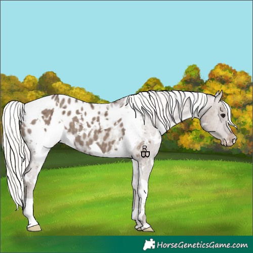 Horse Color:White Spotted Silver Grullo Blanket Brindle