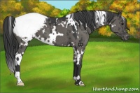 Horse Color:White Spotted Grullo Appaloosa Brindle