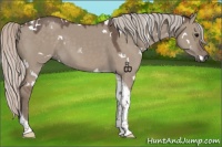 Horse Color:White Spotted Silver Grullo Tobiano 