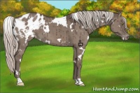 Horse Color:White Spotted Silver Grullo Appaloosa Brindle 