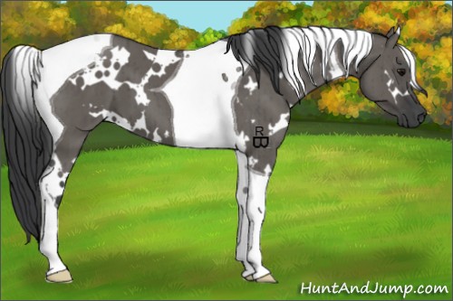 Horse Color:White Spotted Grullo Tobiano Brindle 