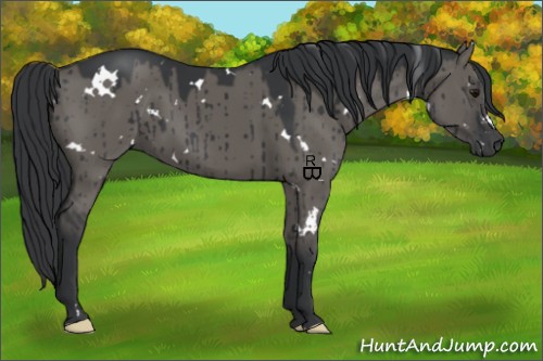 Horse Color:White Spotted Grullo Brindle 
