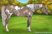 Horse Color:White Spotted Silver Grullo Brindle 