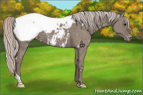 Horse Color:White Spotted Silver Grullo Tobiano Appaloosa Brindle