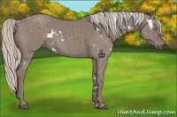 Horse Color:White Spotted Silver Grullo Brindle 