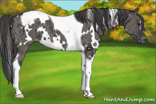 Horse Color:White Spotted Grullo Tobiano Blanket Brindle