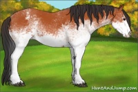 Horse Color:White Spotted Bay Appaloosa Rabicano 