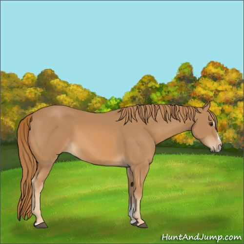Horse Color:Chestnut Sabino 