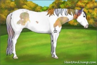 Horse Color:Nacre Grullo Sabino Splash Tobiano Varnish