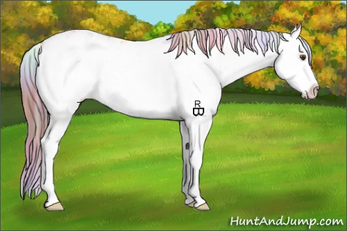 Horse Color:Nacre Buckskin Dun Sabino Splash Appaloosa 