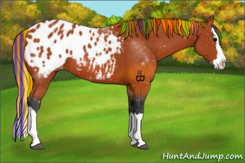 Horse Color:Painted Bay Sabino Splash Appaloosa 