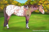 Horse Color:Nacre Bay Roan Dun Sabino Splash Appaloosa