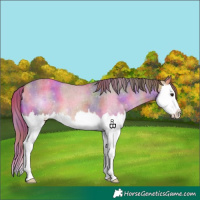 Horse Color:Nacre Buckskin Roan Dun Sabino Splash Appaloosa 