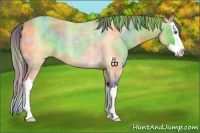 Horse Color:Nacre Buckskin Roan Sabino Splash Appaloosa