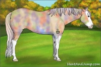 Horse Color:Nacre Palomino Dun Sabino Splash Appaloosa