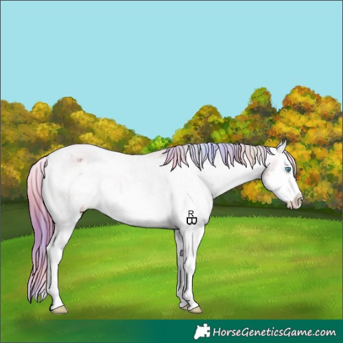 Horse Color:Nacre Chestnut Sabino Splash Varnish