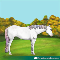 Horse Color:Nacre Chestnut Sabino Splash Varnish 