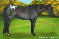 Horse Color:Black Appaloosa