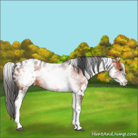 Horse Color:White Spotted Brown Appaloosa 