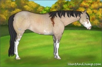 Horse Color:Brown Dun Sabino