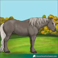 Horse Color:Silver Black Rabicano
