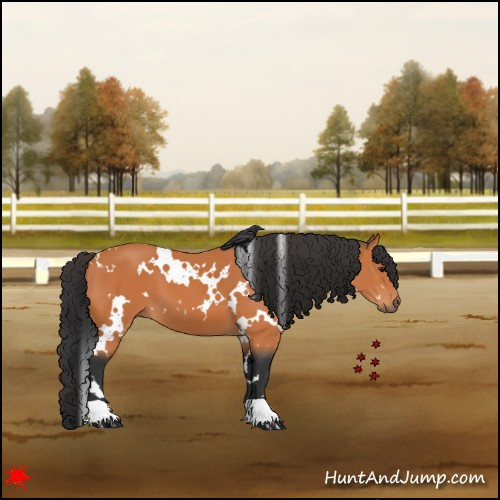 Horse Color:White Spotted Bay 