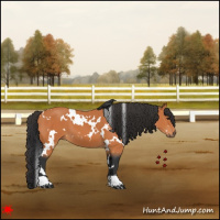 Horse Color:White Spotted Bay 