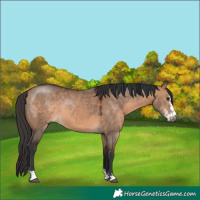 Horse Color:Brown Dun Sabino